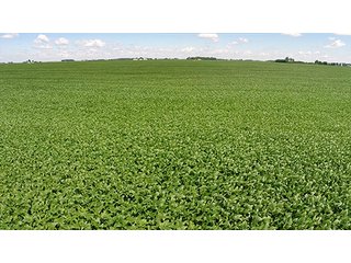Property photo 11 - PRIME FARMLAND AUCTION - 716+/- ACRES OFFERED IN 8 TRACTS IN CASS & CARROLL COUNTIES